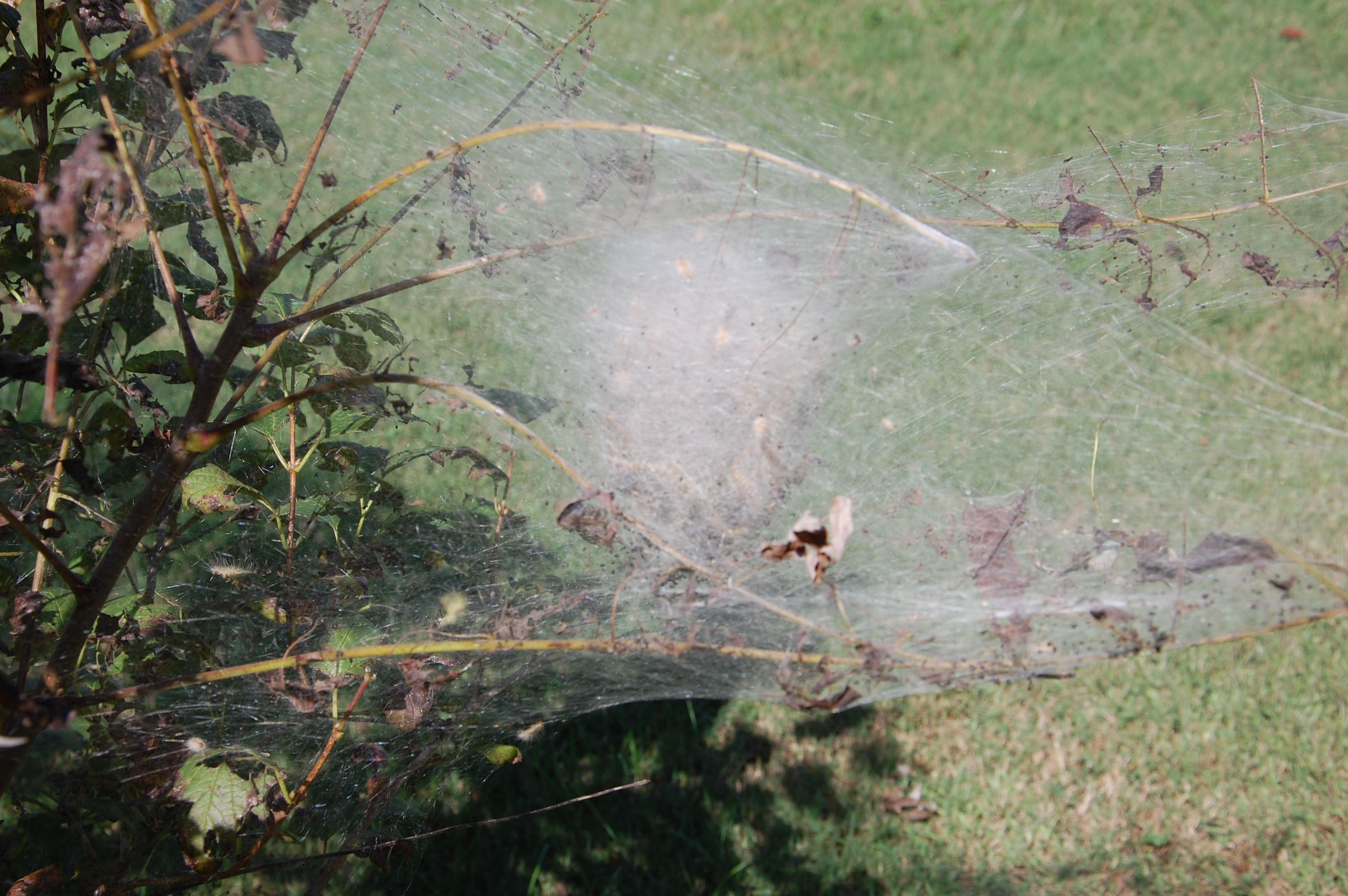 Unsightly Fall Webworms Typically Don’t Cause Permanent Damage to Trees ...